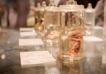 在中国可以拨打美国三代试管婴儿吗？美国三代试管婴儿费用是多少？